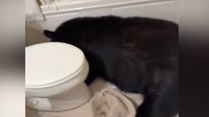 Florida Man Shoots bear hiding in his shower in bathroom and dead